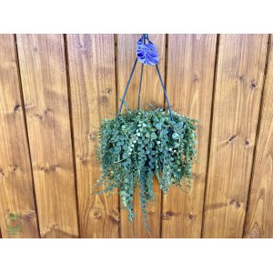 Peperómia (Peperomia) ´PROSTRATA´ - výška 20-30 cm, kont. C1,5L - závesný kvetináč